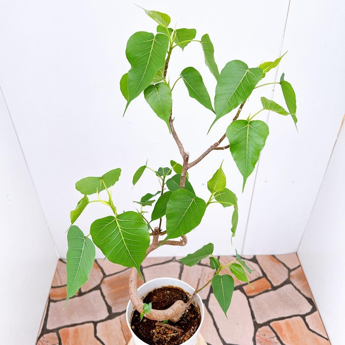 フィカス ゴムの木 インドボダイジュ フィカスインドボダイジュ 23番